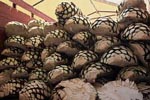 Порубленная pica